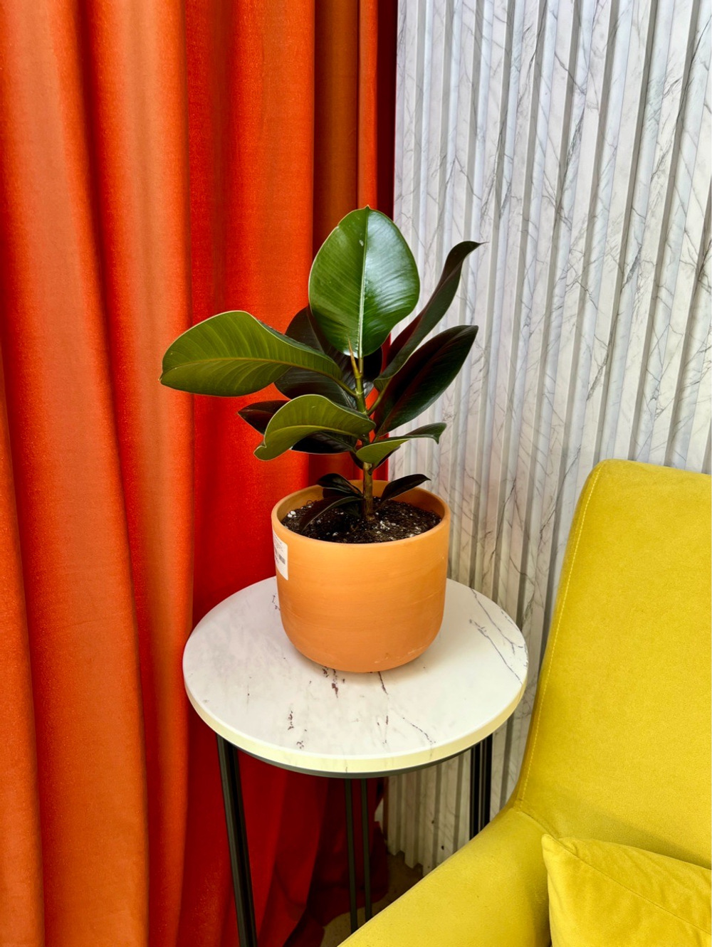 Фикус Эластика Робуста в терракоте, D14см Н45см, 1шт, Urban Jungle