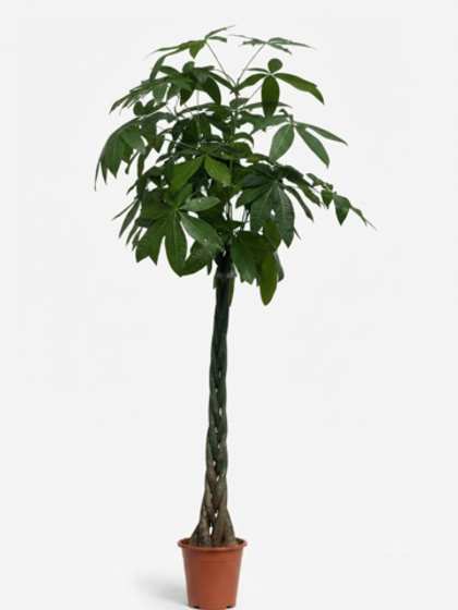 Пахира Red Basin Five Braid Fortune Tree д.23