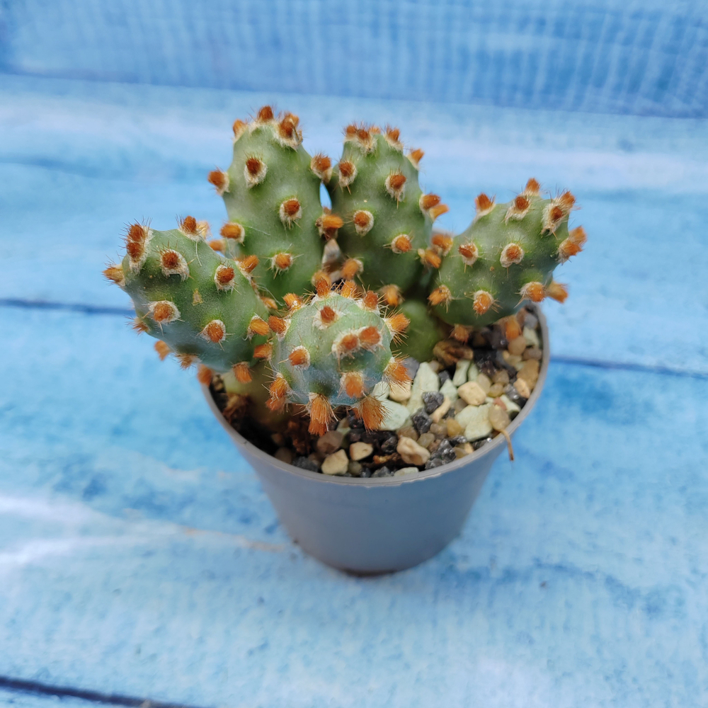 Tephrocactus Molinensis Red Glochids (Тефрокактус)