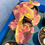 Каладиум TWILIGHT