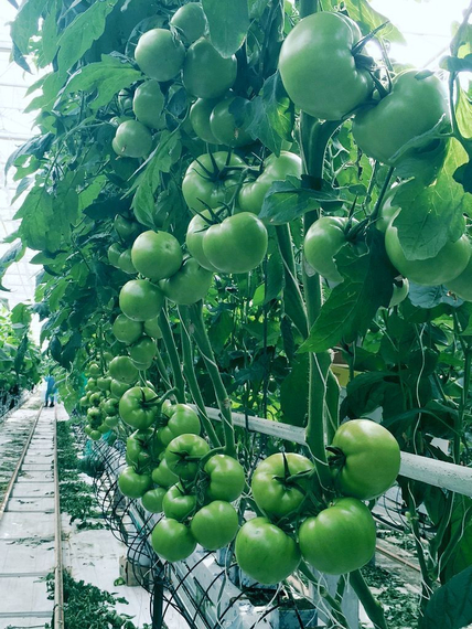 Мей Шуай F1 семена томата индетерминантного (Seminis / ALEXAGRO) культура – фото 13