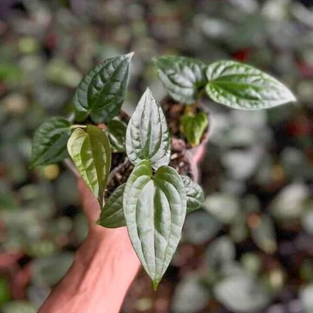 Антуриум DARK PHOENIX X LUXURIANS