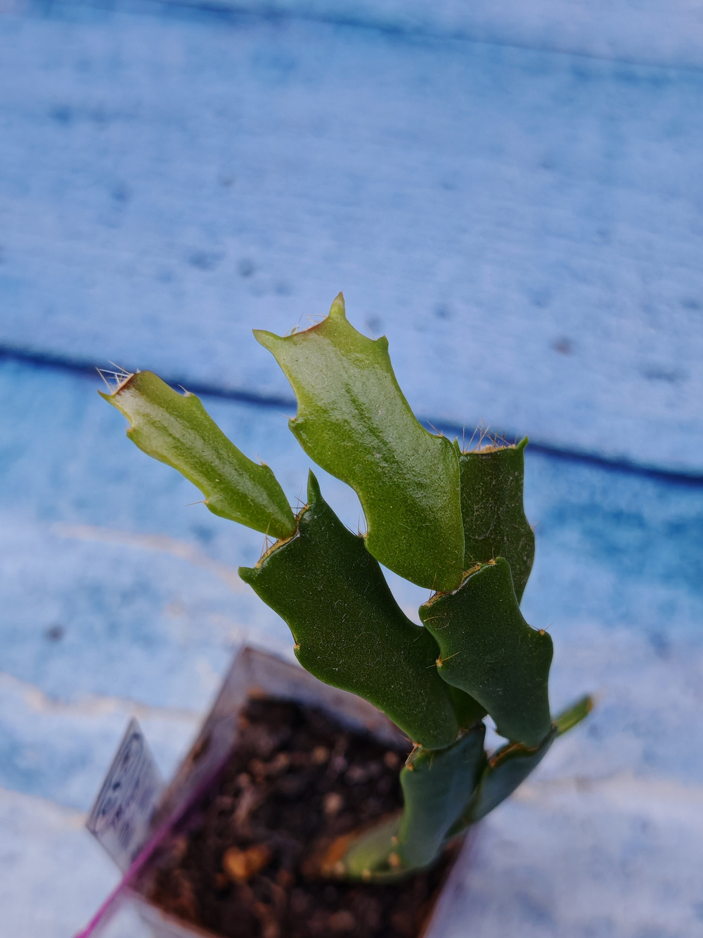 Schlumbergera cv. Thor Wild Cactus White (Шлюмбергера)