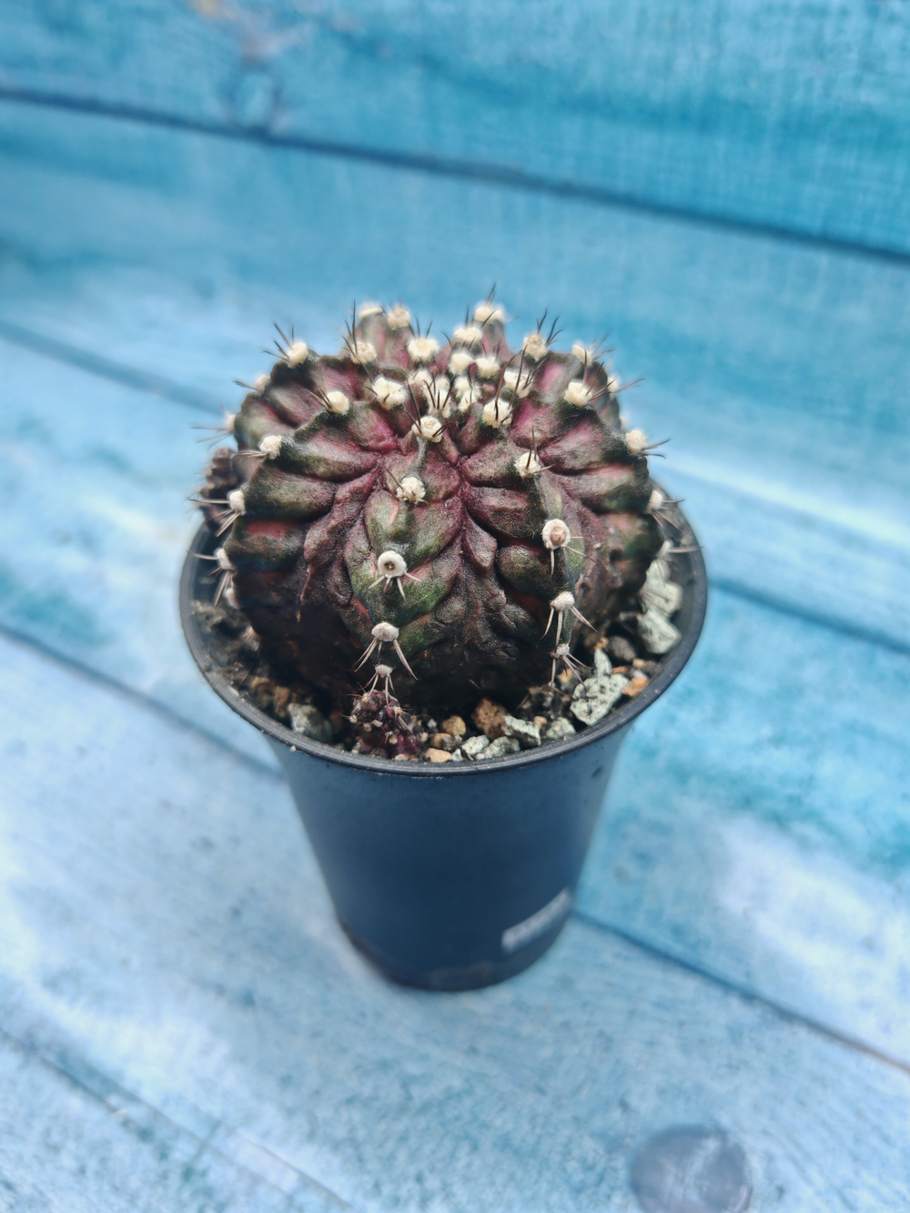 Gymnocalycium T-Rex Pink hybride (Гимнокалициум T-rex)