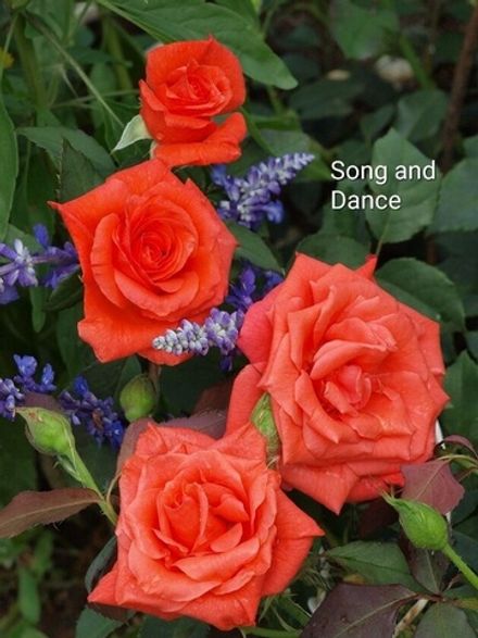 Сонг Энд Дэнс (Song And Dance)