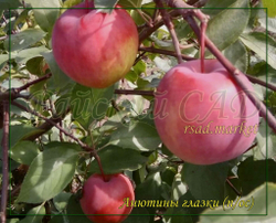 Яблоня Анютины глазки
