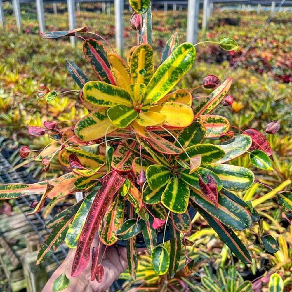 Кротон SOI THONG KAM