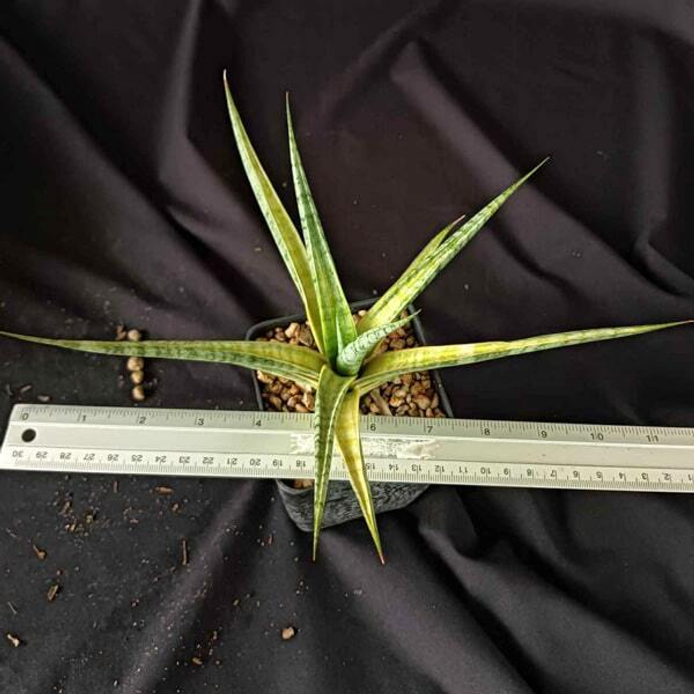 Сансевиерия U-THONG DELIGHT VAR