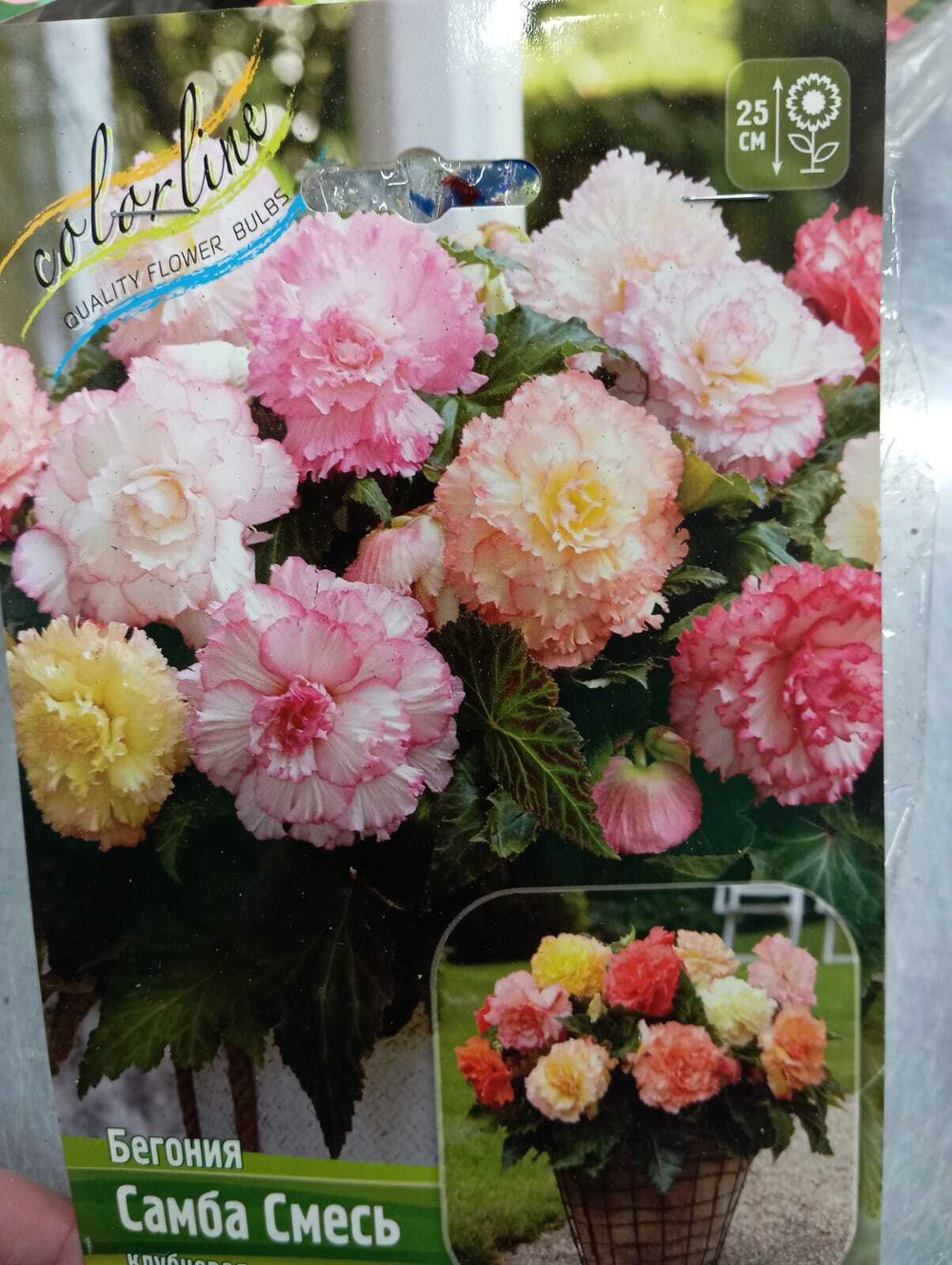 Бегония Гибридная Самба смесь (3 шт)
