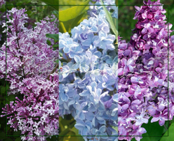 Сирень Дрезден чайна, Мейера, Изобилие