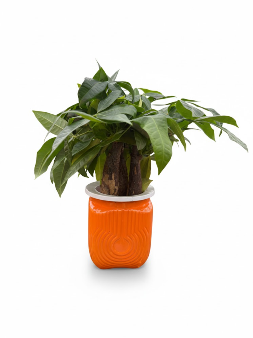 Пахира Little Forest Space Cup Three-Branch д.11 оранж