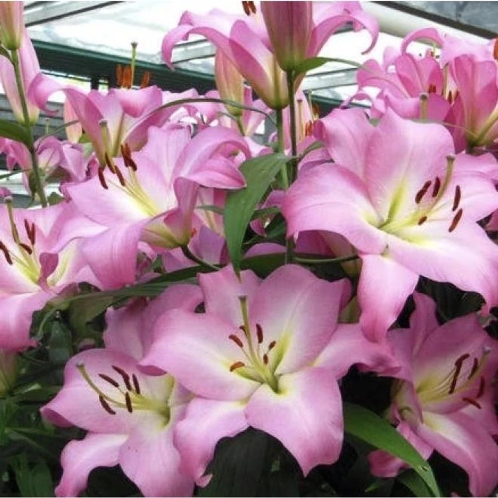 Лилия Батавиа 1 шт размер 18/20 Закупка М67 апрель 2026