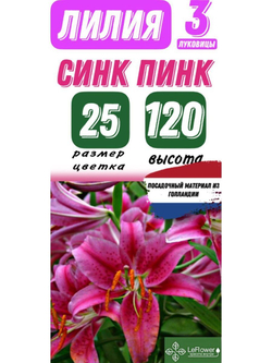 Лилия Луковица, Синк Пинк, 3 шт