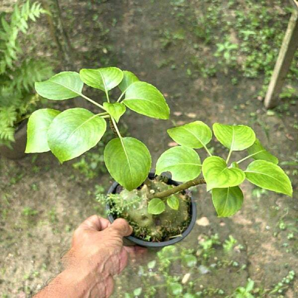 Недотрога IMPATIENS MIRABILIS