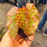 Бегония PINK  SPOT