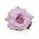 Авангард (Avant-garde) — интерьерный сорт