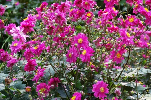 Анемона гибридная Памина С2 Закупка М39 июнь 2026