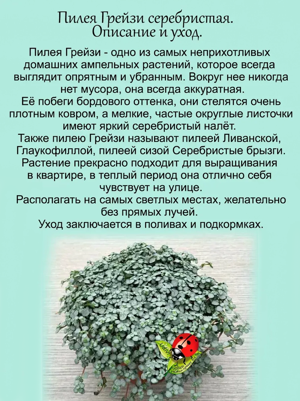 Пилея Грейзи серебристая