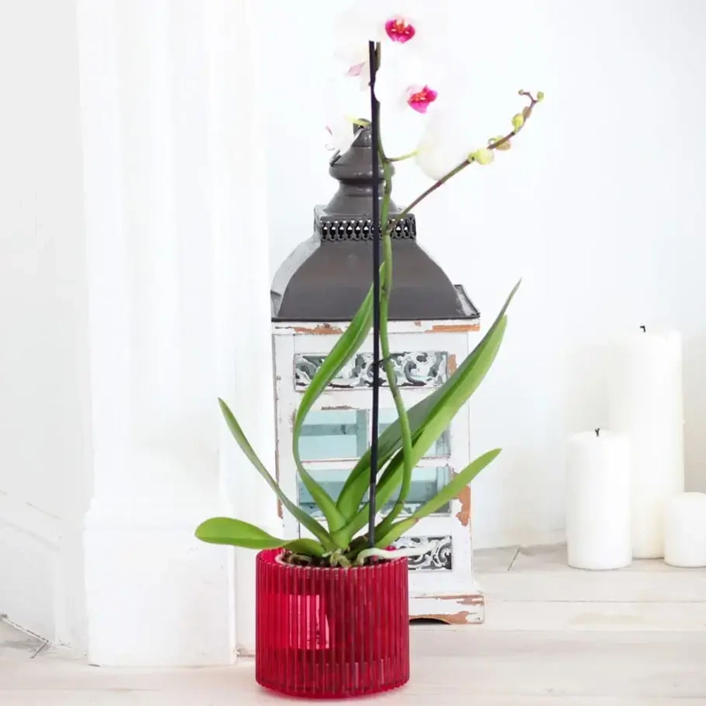 Кашпо для цветов пластиковое 1,8л d-14см «Шарм» синий