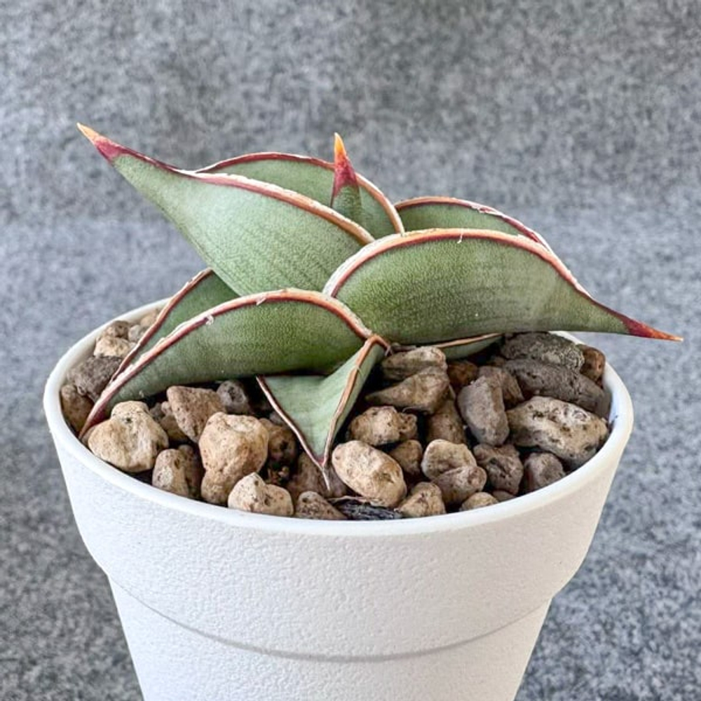 Сансевиерия RORIDA