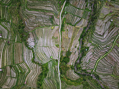 Дизайнерские обои Wall Street Bird see