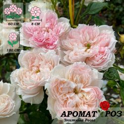 Сесиль де Воланж (Cecil De Volanges)