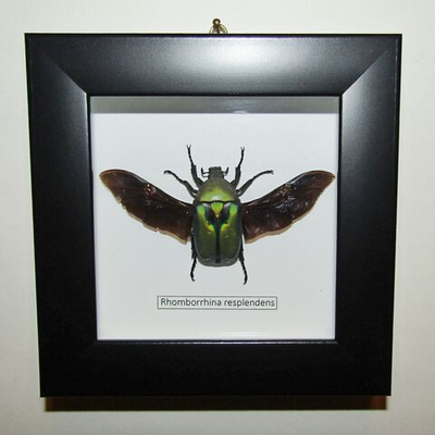 Жук Бронзовка Rhomborrhina resplendens