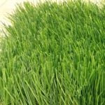 Искусственная ландшафтная трава PVHGrass 50 ширина 2м