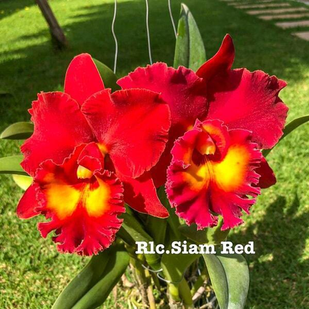 Орхидея ринхолелиокаттлея RLC. SIAM RED