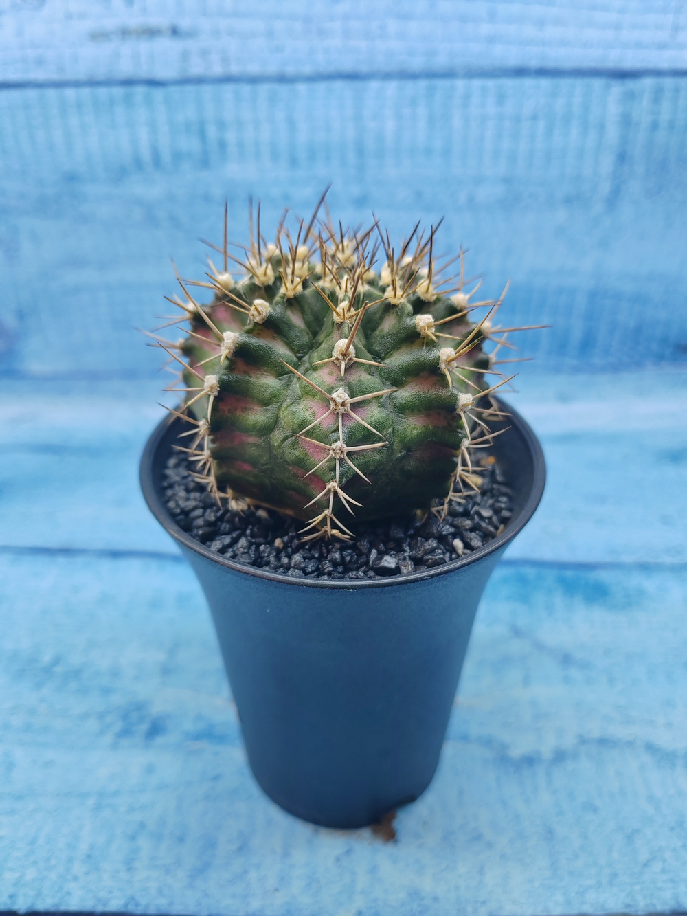 Gymnocalycium T-Rex Pink hybride (Гимнокалициум T-rex)