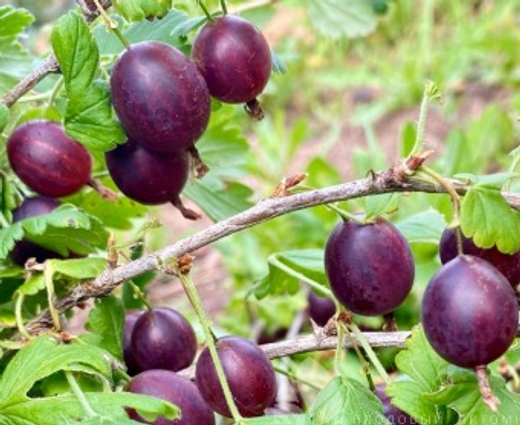 Крыжовник Арлекин С2 Закупка М69 июнь 2026