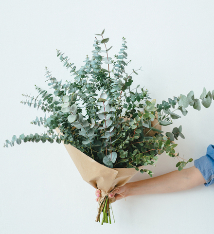 Эвкалиптовый