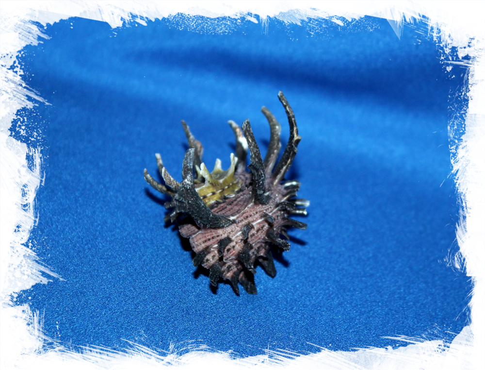 Раковина Ангария империалис, Ангария империалис, Angaria imperialis, Angaria melanacantha