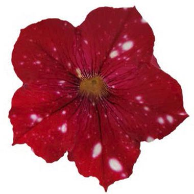 32339 Петуния STARTUNIA RED (ВЕСНА 2025)