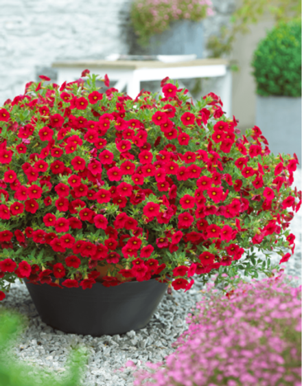 ЕВРО Calibrachoa MILLION BELLS CLASSIC Bouquet Red неукор черенок ноябрь