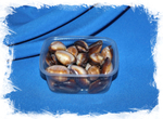 Ракушки Cypraea onyx