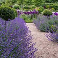 Котовник Фассена Сикс Хилс Джайнт Р9 Закупка М36 получение май-июнь 2026