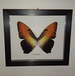 Бабочка Morpho hecuba в рамке