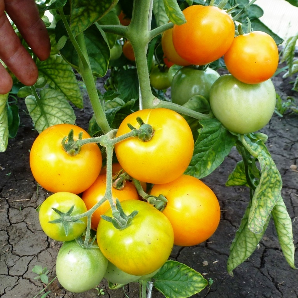 Помидоры — Ola Polka – Оля Полька