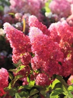 Гортензия метельчатая Фрайз Мельба