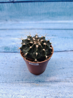 Gymnocalycium Friedrichii (Гимнокалициум)