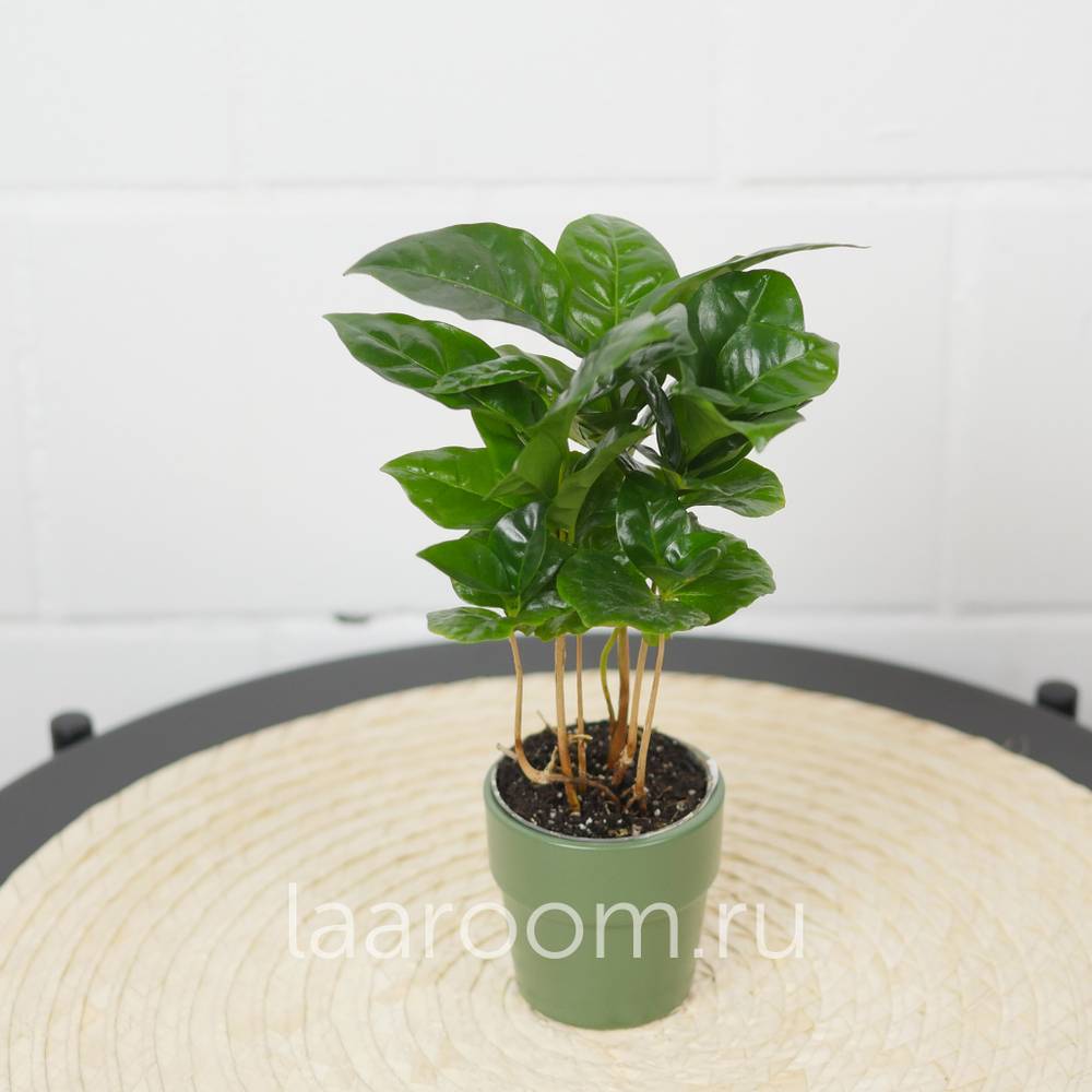 Кофе Арабика d6