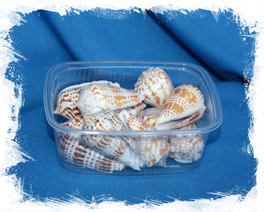 Конус Инскриптус, 4-6см, 100гр, 10шт