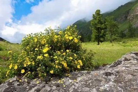 Курильский чай