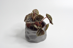 Пеперомия Ред Луна / Peperomia Red Luna