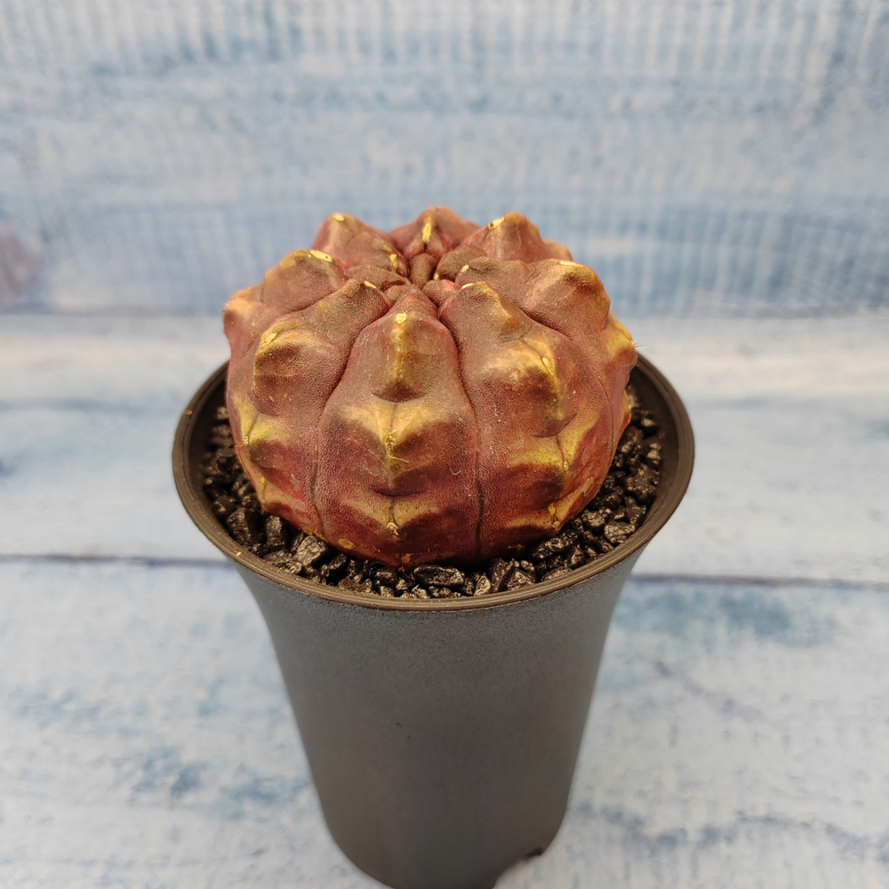 Gymnocalycium Daydream (Гимнокалициум)