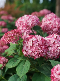 Гортензия древовидная Руби Аннабель С3 фирменный Закупка М38