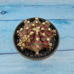 Gymnocalycium T-Rex Pink hybride (Гимнокалициум T-rex)