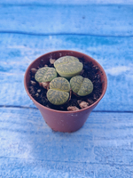 Lithops sp. (Литопсы)