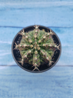 Gymnocalycium T-Rex Pink hybride (Гимнокалициум T-rex)
